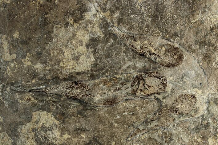 Dinosaur (Grallator) Track - Positive Impression #351138